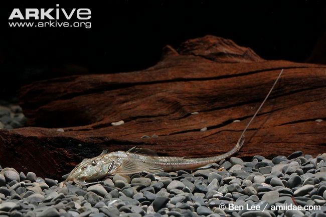 (Sisor) Род СИСОРЫ 5 видов